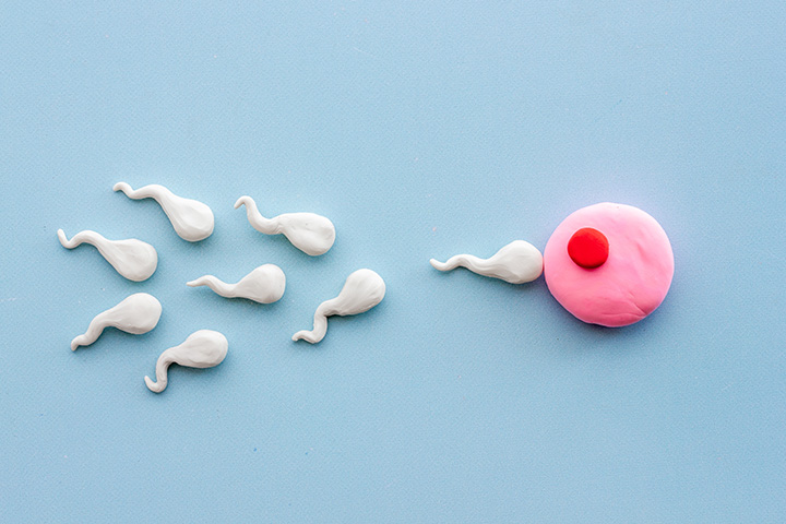 Spermien schwimmen auf Ei zu